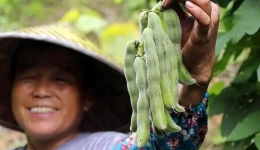 泸州人爱吃的这种美味毒豆，堪称“豆中河豚”！你吃过吗？